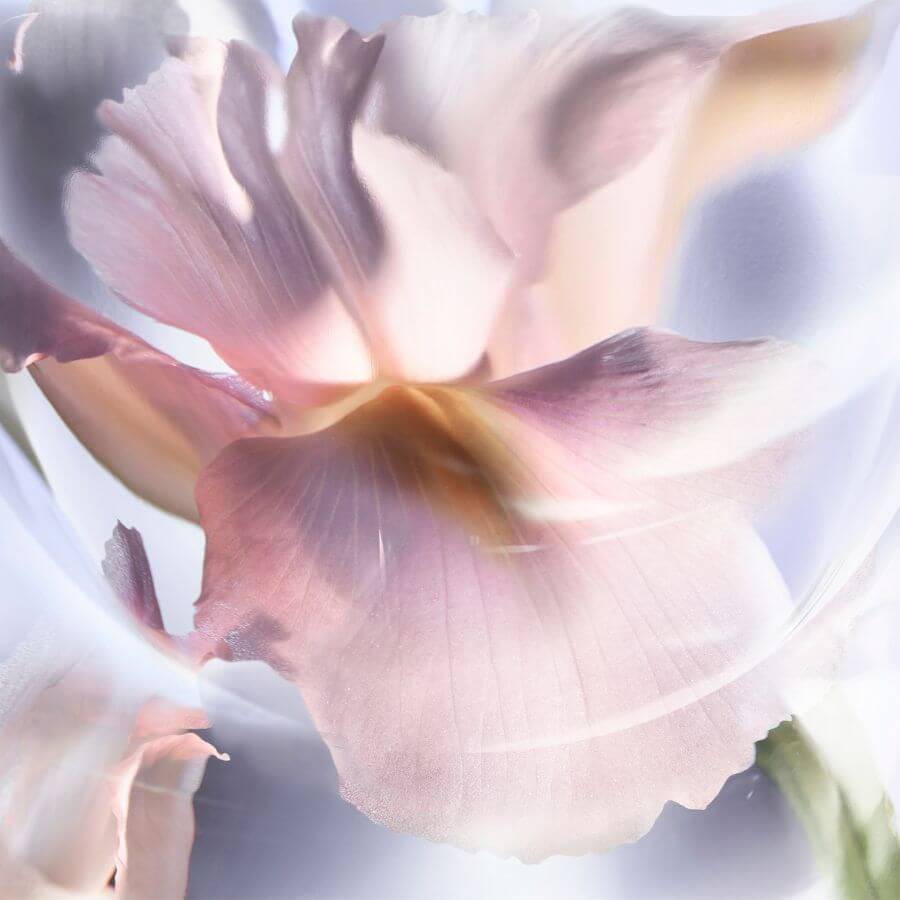 La Vie Est Belle Iris Absolu Eau de Parfum