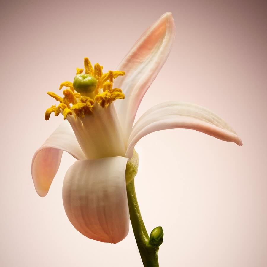 The Scent Parfum Her