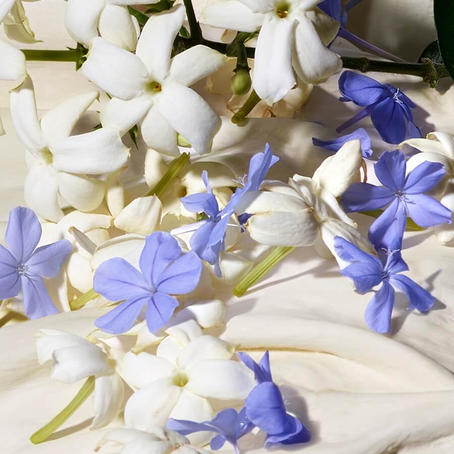 Dolce Blue Jasmine Eau de Parfum