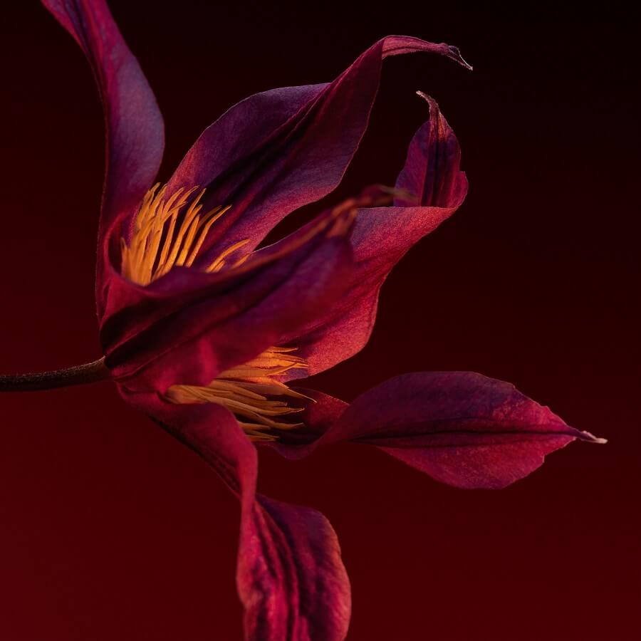 The Scent Elixir Her