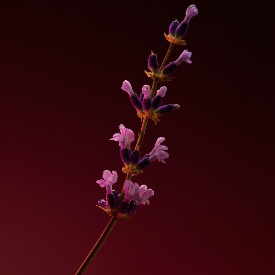 The Scent Elixir