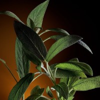 Dolce&Gabbana The One Gold Men Eau de Parfum